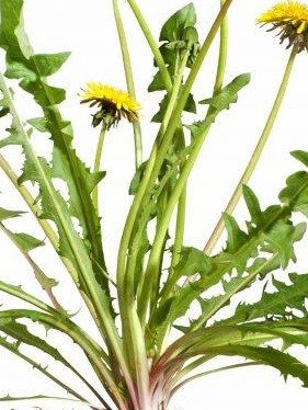 Stop Ignoring Your Lawn! 7 Shocking Ways Dandelion Can Revolutionize Your Health (You're Missing Out!)