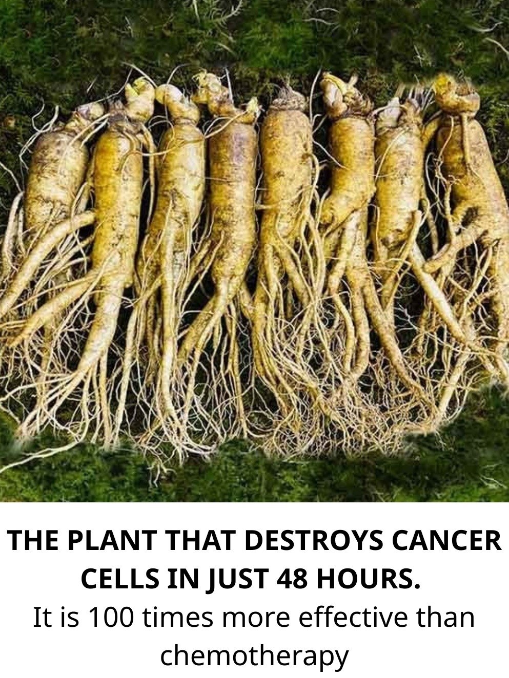 The 'Weed' You're Ignoring Could Be Your Body's Secret Weapon: Unveiling Dandelion Root's Shocking Health Benefits (And Its Potential Against Cancer!)