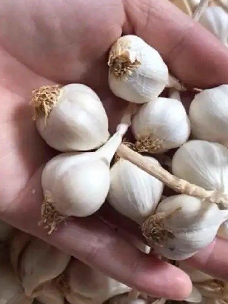 Rub Garlic On Your Feet Before Bed: The Shocking Truth About What Happens By Morning!