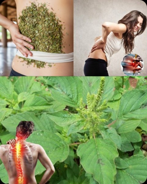 Is This Humble Plant the Secret to a Happier Spine? 5 Gentle Ways Spiny Amaranth Can Bring You Comfort!