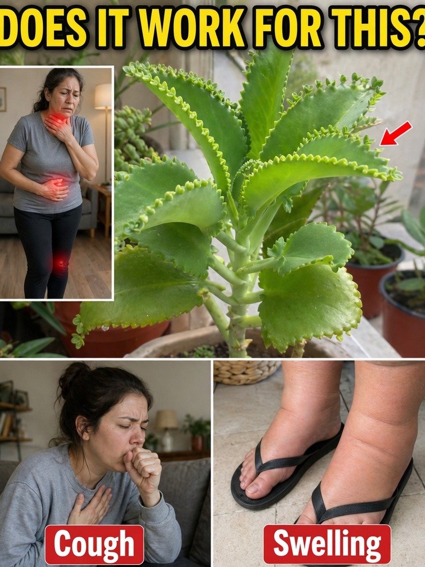 The Viral Plant Claiming to Transform Your Circulation: Is Kalanchoe Your Secret Weapon or a Dangerous Myth?
