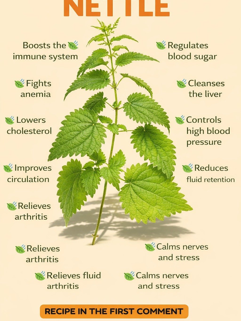 The Ancient Secret Your Doctor Won't Tell You: 20 Health Problems Nettle Can Solve Naturally!