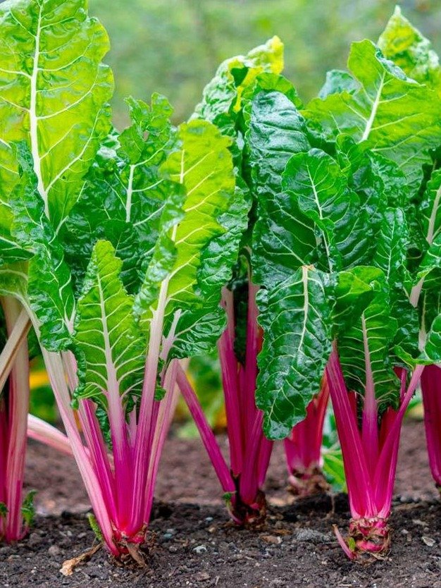 7 Shocking Reasons Swiss Chard Is the Underrated Superfood You NEED in Your Diet (And How to Eat It!)