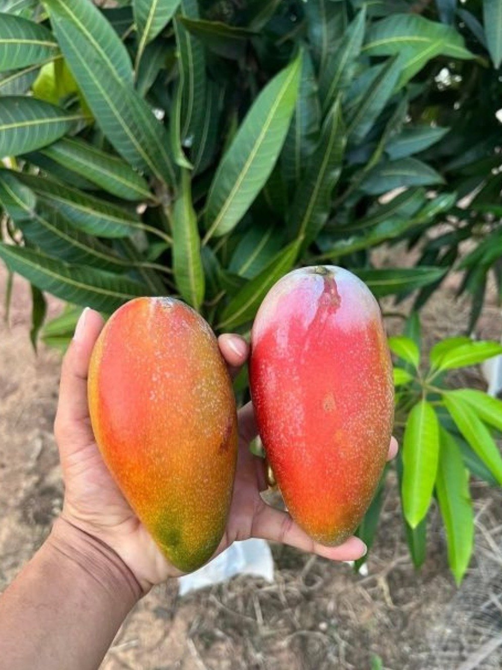 Unlock Nature's Hidden Gem: How Simple Mango Leaves Can Transform Your Brain Health, Stabilize Blood Sugar, and Soothe Migraines!