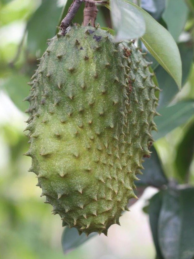 Soursop & Cancer: The Shocking Truth Science Just Revealed About This Tropical Fruit (You NEED To Know This!)