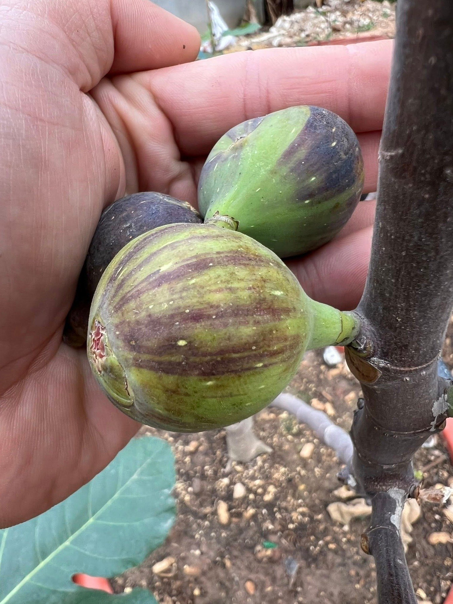 The Ancient Secret You're Missing: Why Fig Leaf Tea Is Your New Health Game-Changer!