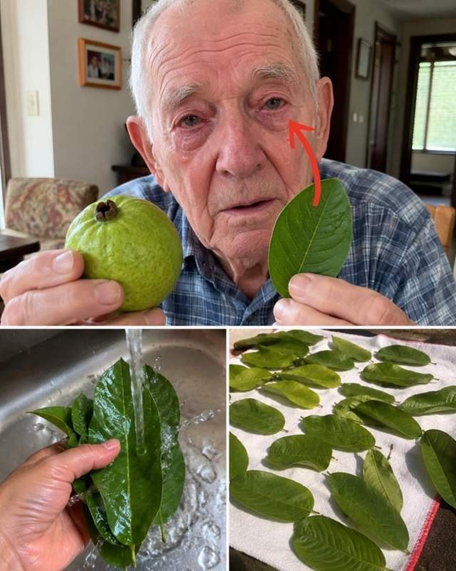 The Secret Your Eyes Are Begging For: This Backyard Leaf Unlocks a Hidden Defense Against Strain & Aging