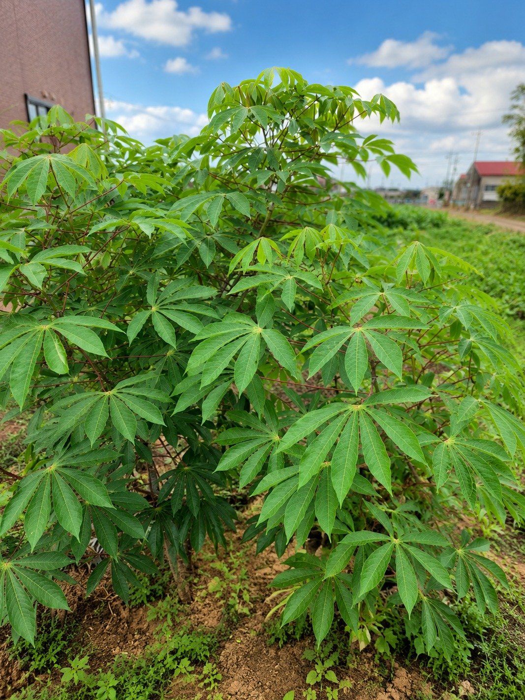 The Secret Leaf That Could End Bedwetting: Why Millions Are Turning to Cassava for Dry Nights!