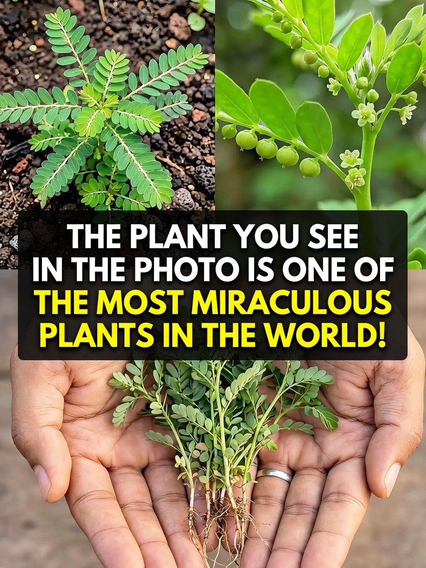 The 'Stone Breaker' Secret: Why This Ancient Herb Is Exploding in Popularity for Kidney Health!