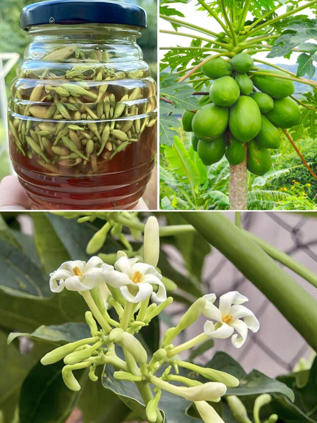 The Ancient Secret You're Missing: Why Papaya Flowers Soaked in Honey Are the Wellness Hack Everyone's Obsessed With!
