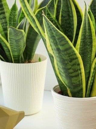 The Secret Weapon for Better Breathing? How One Plant Can Transform Your Home's Air Quality (And Why You Need It Now!)