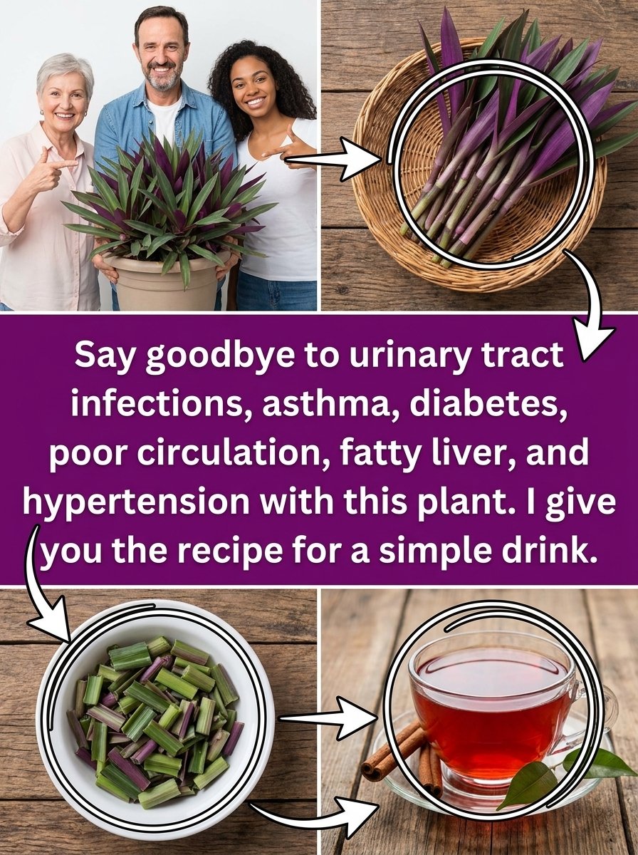 Maguey: The Ancient Desert Secret You NEED to Know for Optimal Health (It's Not Just Tequila!)