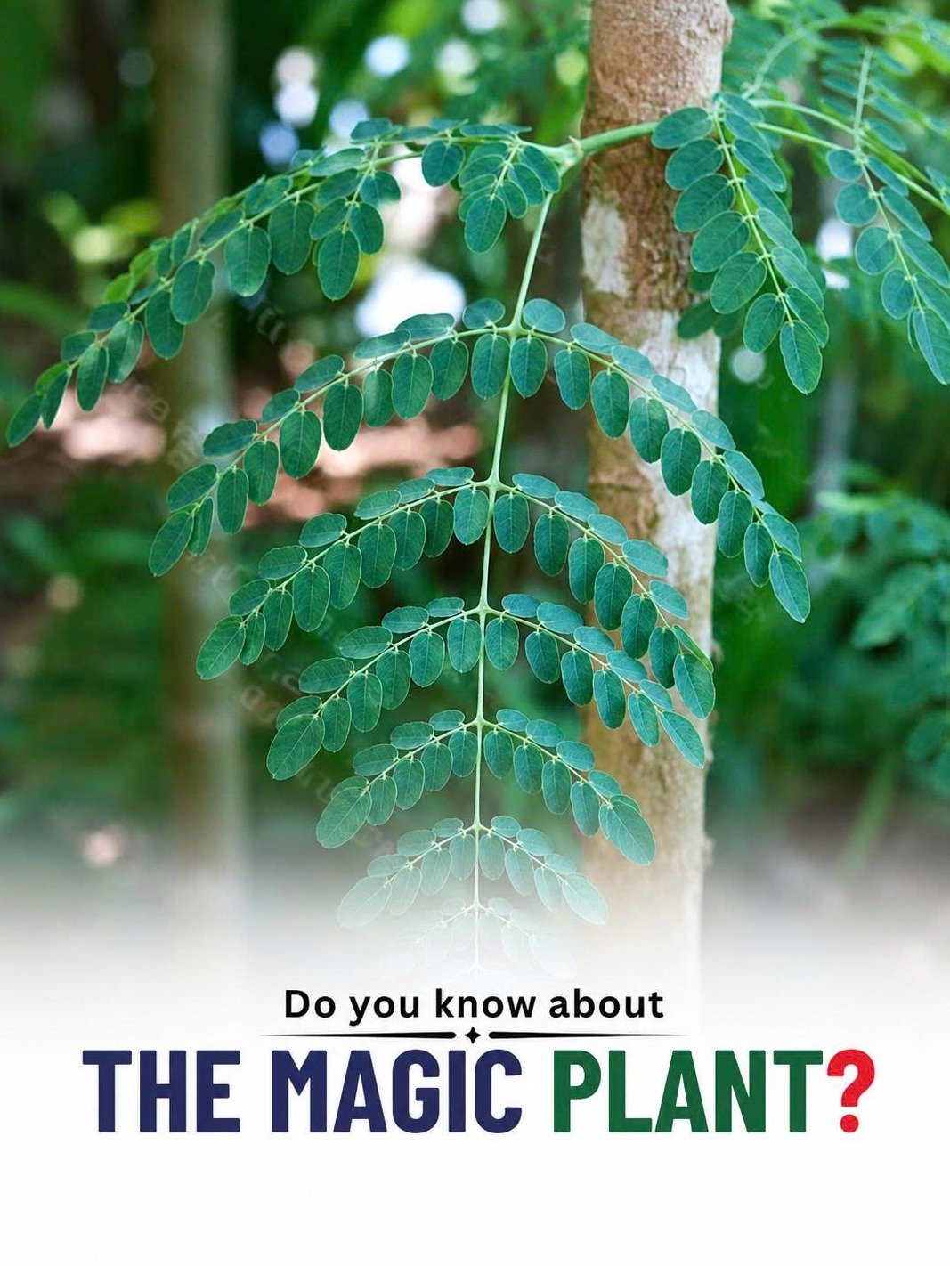 The #1 'Miracle Tree' Secret You're Missing: How Moringa Can Transform Your Health Today!