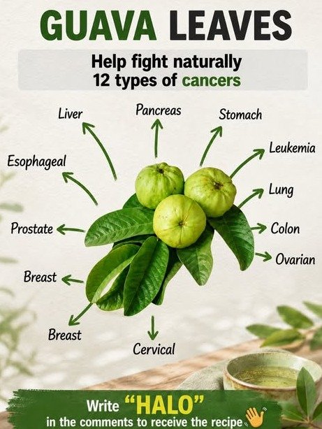 Unlock Nature's Best-Kept Secret: 5 Jaw-Dropping Reasons Guava Leaf Tea Will Revolutionize Your Wellness! 🌿🍵