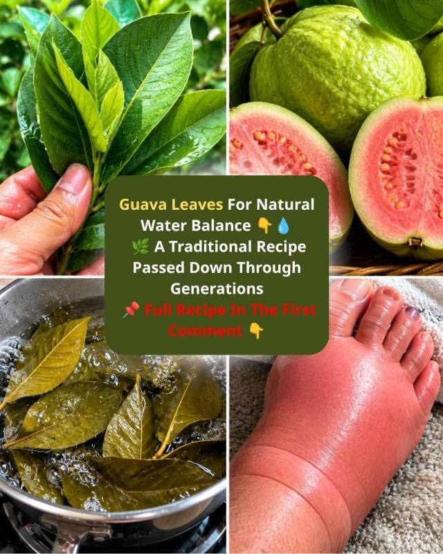 The Hidden 'Drain Switch' Your Body Needs: Why Guava Leaves Are the Secret to Instantly Releasing Trapped Water & Beating Bloat!