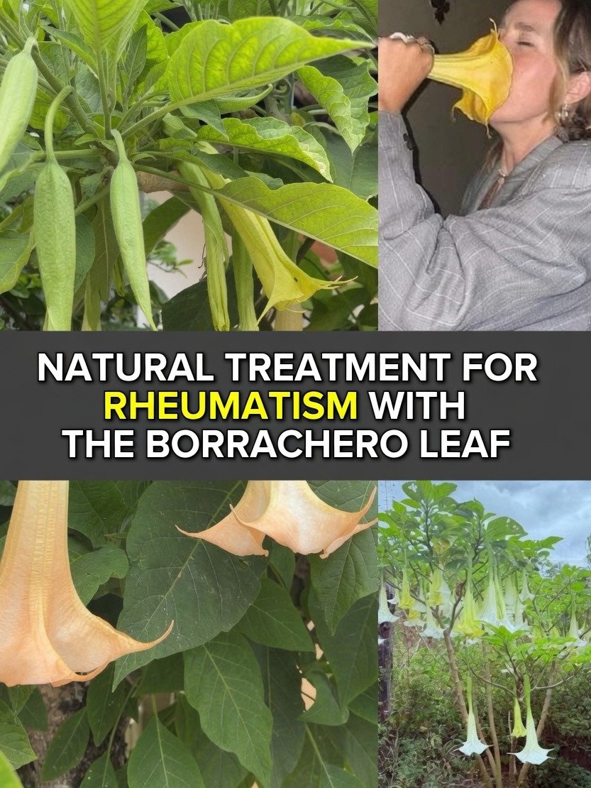 WARNING: The Stunning Plant Hiding a Deadly Secret – What You MUST Know About Angel's Trumpet (Brugmansia) & Its Ancient Uses