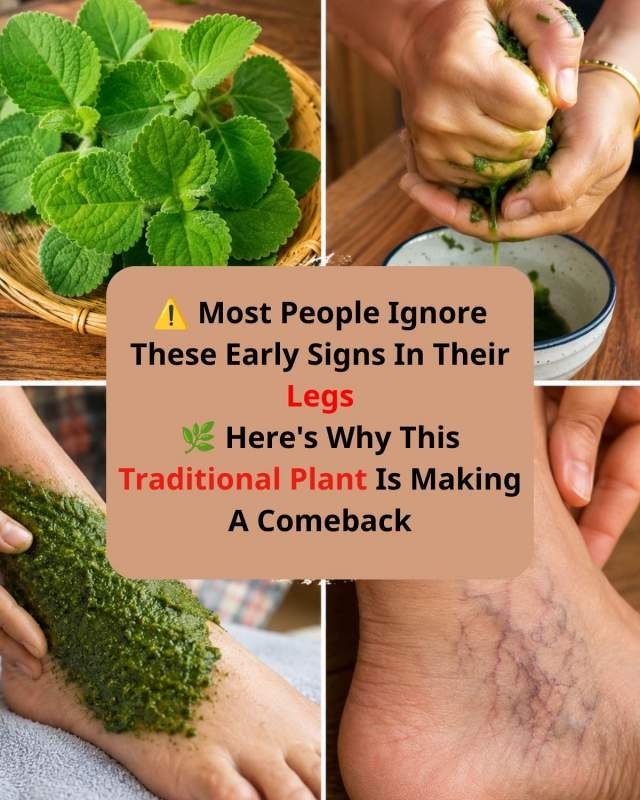 The Shocking Truth About Your Swollen Legs: This One Herb Unlocks a Powerful Internal Flush You're Missing!