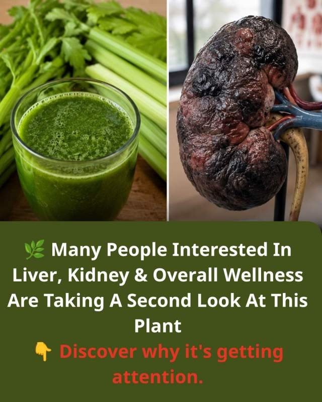 Why You're Eating Celery WRONG: The Hidden Liver & Kidney Flush That Changes Everything