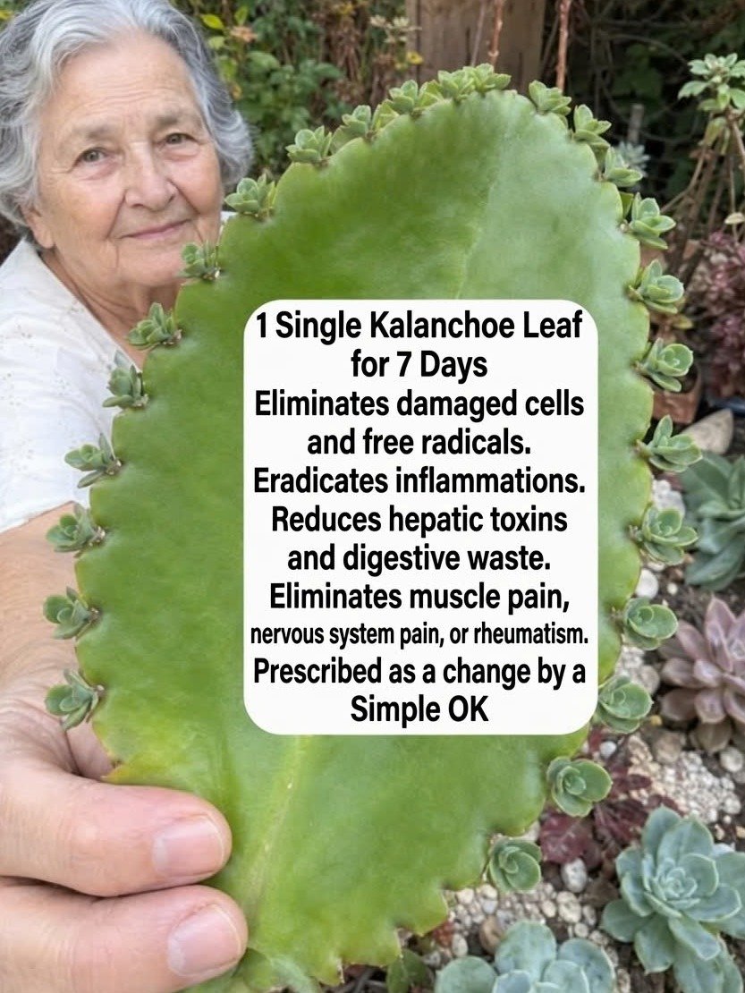 The Secret 'Life Plant' Everyone's Talking About: 7 Mind-Blowing Kalanchoe Benefits You Can't Afford to Ignore!