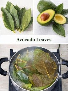 The Secret Superfood You're Throwing Away: 7 Shocking Benefits of Avocado Leaf Tea That Will Transform Your Health!