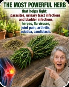 Unlock Thyme's 35 Secret Powers: The Ancient Herb You Need in Your Life RIGHT NOW!