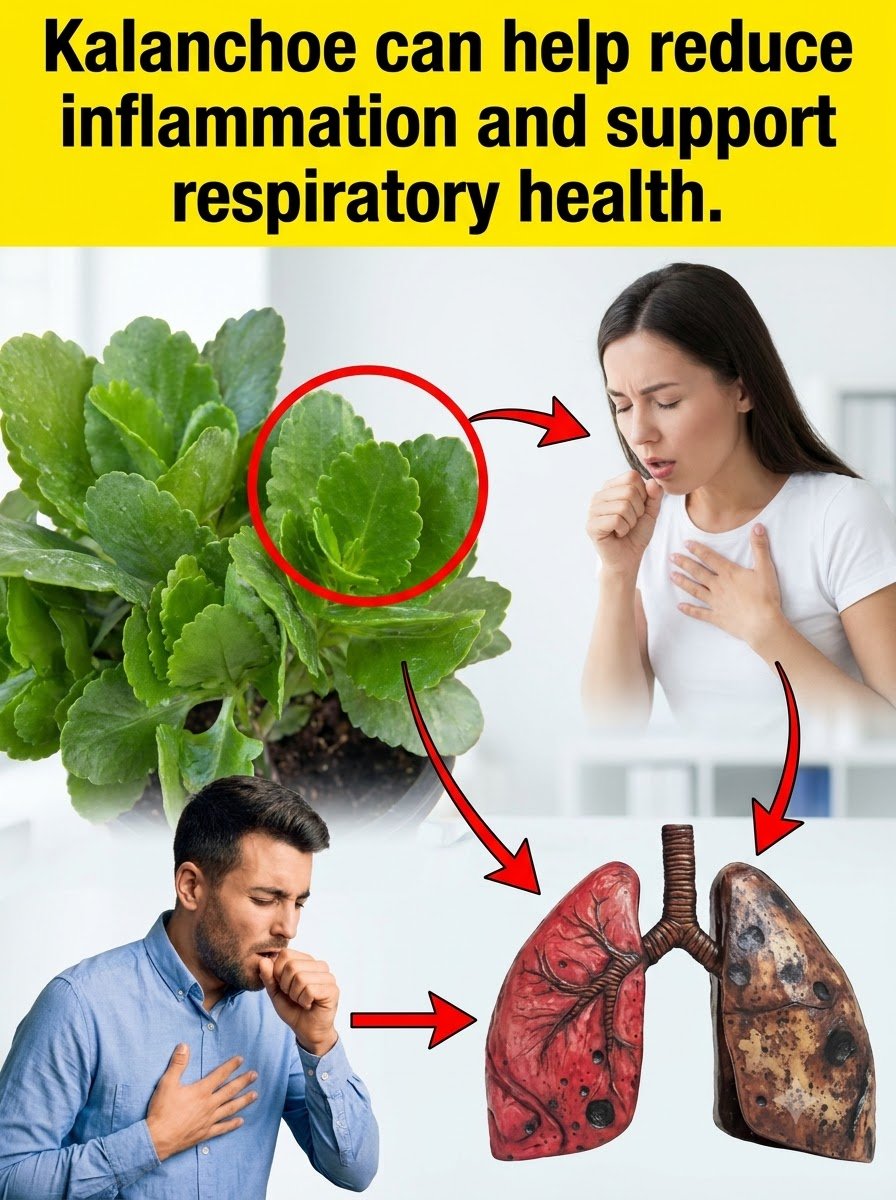 Unlock Your Body's Ultimate Reset: Kalanchoe's Deep Organ Flush (And The CRITICAL Step Everyone Forgets)
