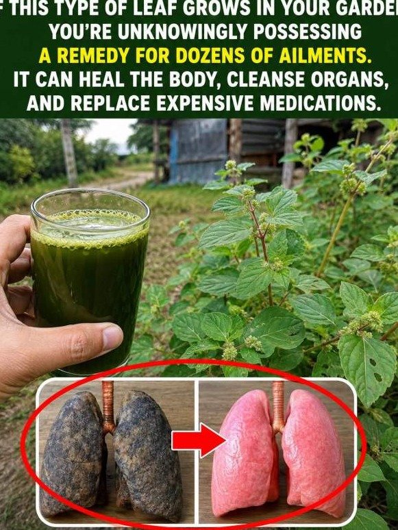 The Secret 'Weed' That Unlocks a Total Lung & Skin Reset You've Been Missing (And Why It Works!)