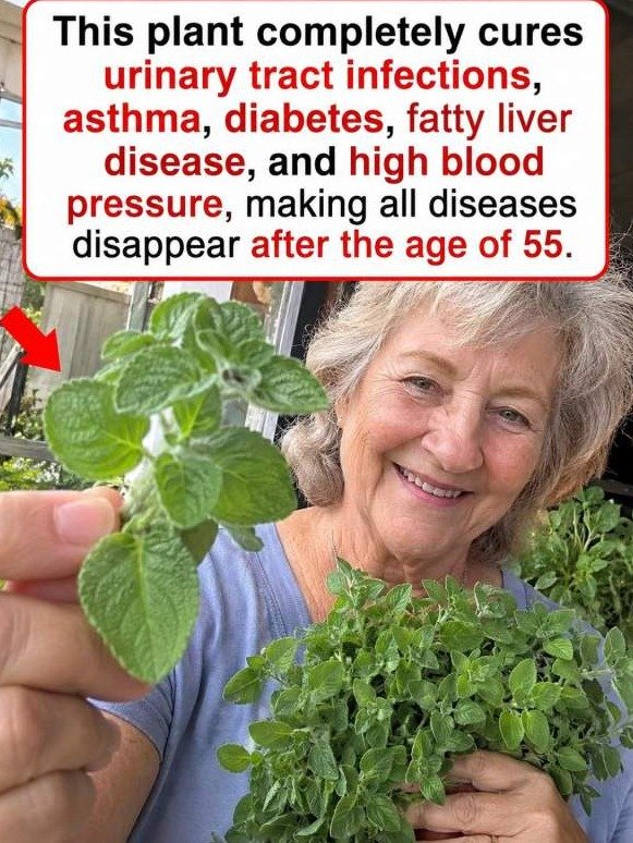 The Forgotten Backyard Leaf That Triggers a Full-Body ‘Reset’ After 55