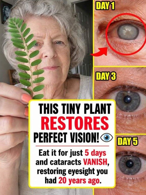 Is Your Vision Fading? Why Moringa Might Be the 'Hidden Reset' Your Aging Eyes Desperately Need