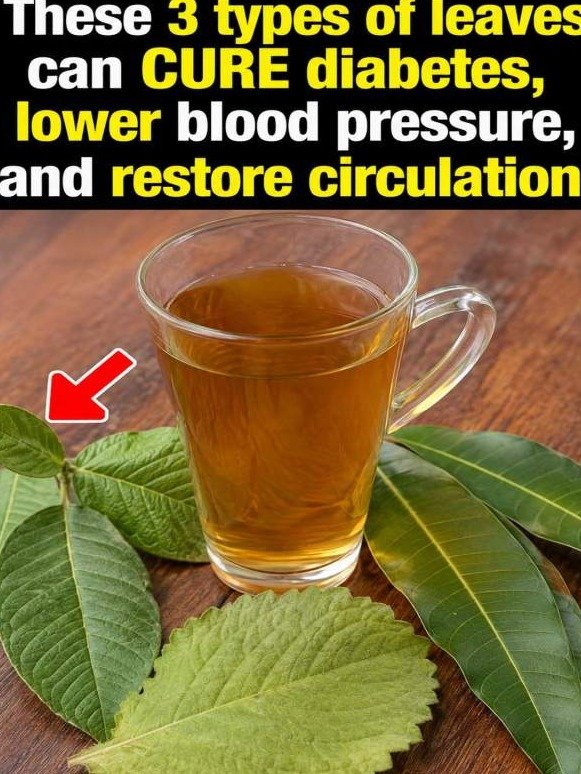 These 3 Common Leaves Secretly Reset Your Blood Sugar, Pressure, and Circulation While You Sip