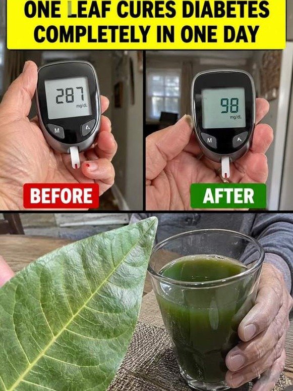 The 'Hidden Leaf' Doctors DON'T Want You To Know About: How It Triggers a Full Blood Sugar, Pressure & Circulation Reset!