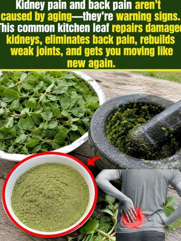 The 'Weed' in Your Backyard That Could Reset Your Back, Knees, and Kidneys