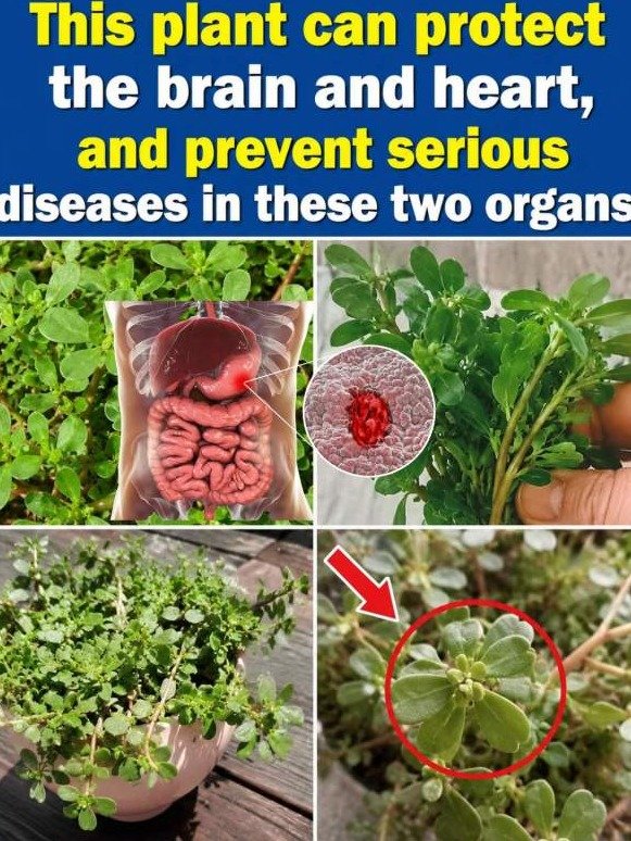 You're Probably Throwing Away This Common Weed — It's a Brain & Heart Shield in Disguise