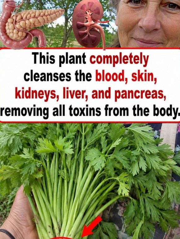 Why Celery Is Actually a Natural 'Pressure Washer' for Your Organs