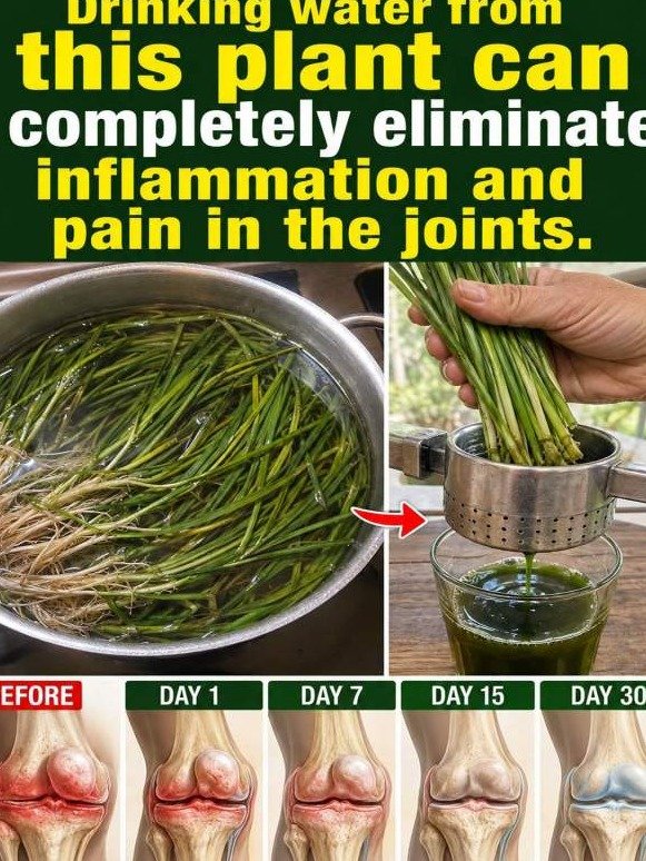 That Sticky Weed on Your Jeans Is the Secret Weapon for Angry, Swollen Joints (Most People Have No Idea)