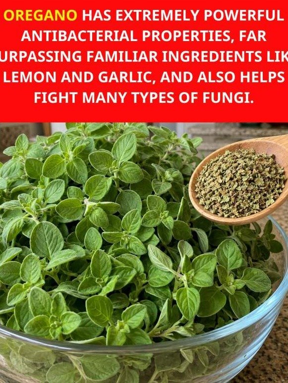 Why Big Pharma Hopes You NEVER Discover Oregano's Secret Microbe Flush (The Truth About Your Gut!)