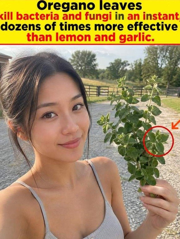 The Forgotten Herb: Why Oregano Is Nature’s Secret Weapon Against Internal Microbes