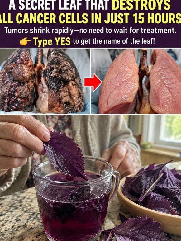 The ONE Purple Leaf Doctors HOPE You Never Discover After 65 (It Could Transform Your Body)