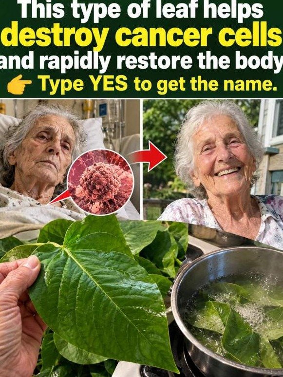The *Forgotten* Leaf Tea People Over 63 Are Secretly Swapping For Unstoppable Daily Defense (Don't Miss Out!)