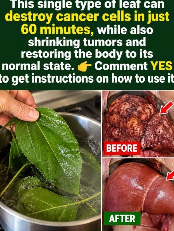 The #1 Cellular Detox You're NOT Doing: Why Olive Leaf Tea Is Your Secret Weapon Against Sluggishness