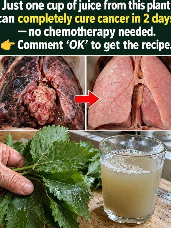 The ONE Bitter Drink That Can Supercharge Your Cells in 48 Hours – Don't Miss Out!