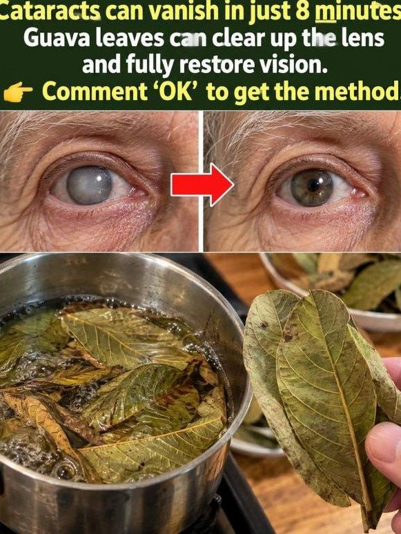The Secret Your Eyes Are Begging For: How Guava Leaves Unblur Your World From the Inside Out